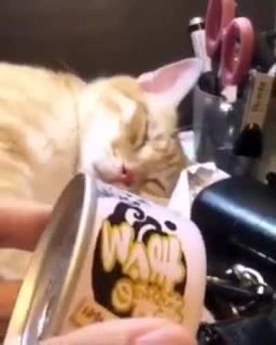 Familiar sound 😸