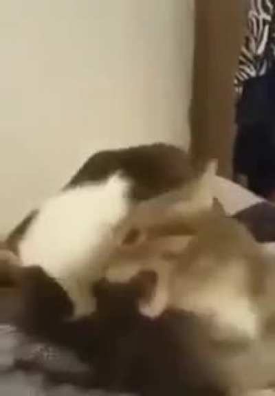 OOAAAH!