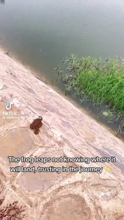 Frogly wisdom 