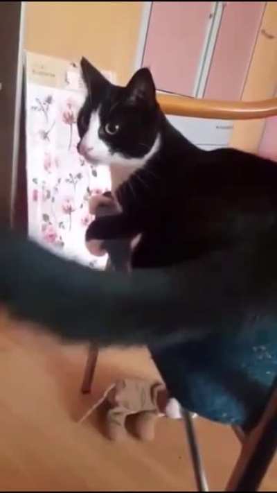 Cat hitting itself in the face with its tail
