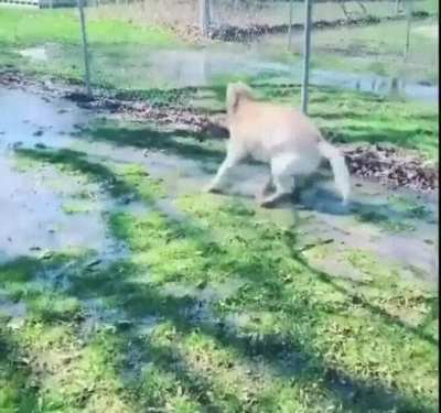 Doggo splashing in a puddle