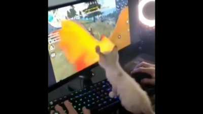 Gato corno😳😳