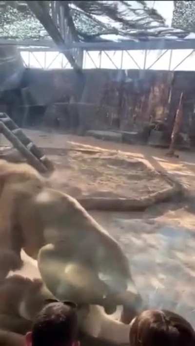 Ya amuğu sikem ilahi komedya