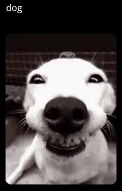 Dog