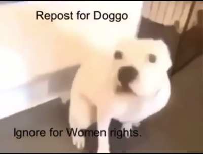 Guys