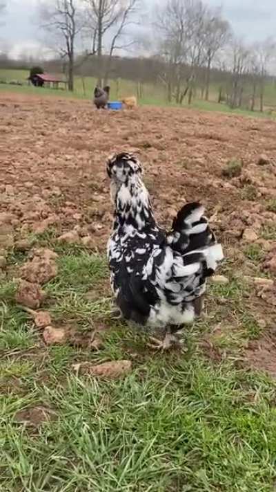 oops, i’m sorry cookie