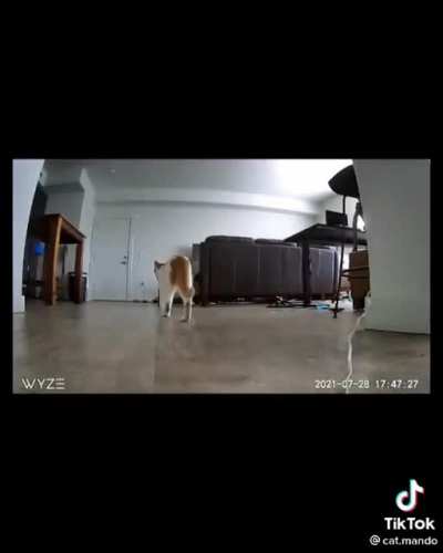 This Cat's reaction (and biiiig stretch) when the guy returns home after work 🥰😂