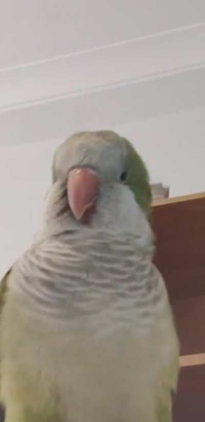 ᴮᵉᵉᵖ