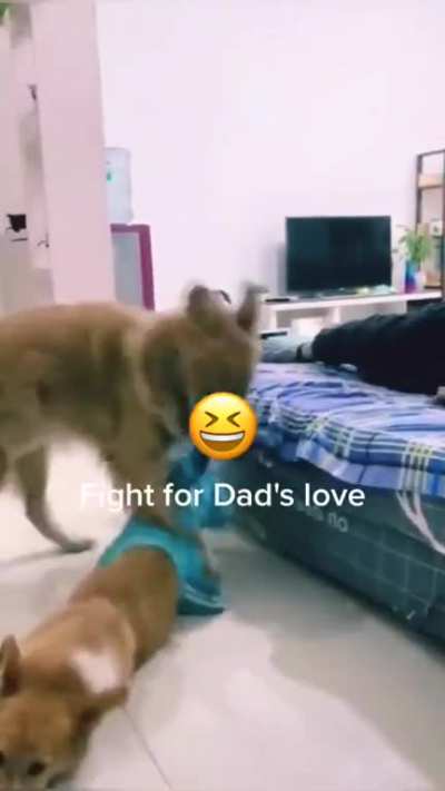 Fight for dad's love