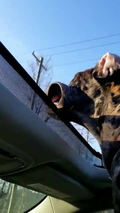 My pup found the sunroof.