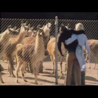 Koko Teases the Llamas