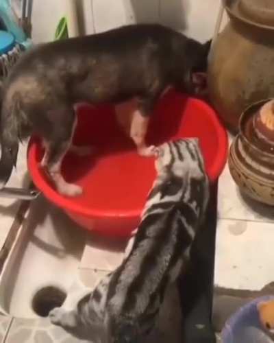 Stop! Stupid dog! You're not a cat!