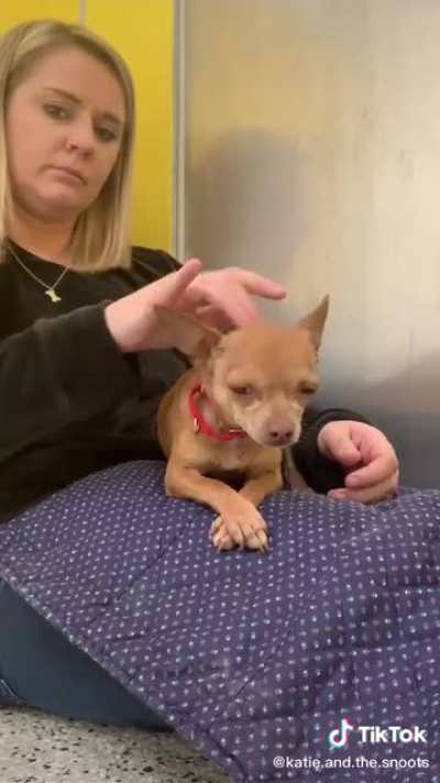 Bonding with a newly sheltered pup.