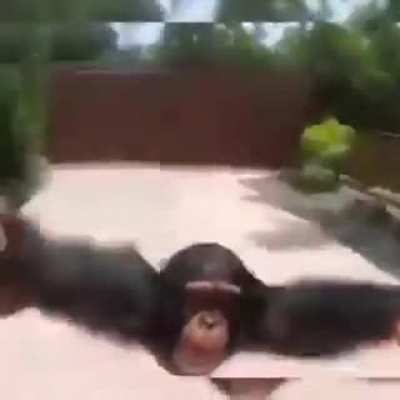 M O N K E