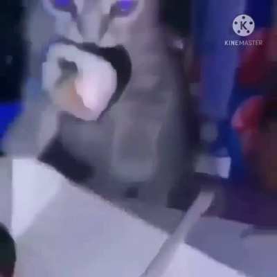 cat