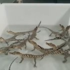 Not only are baby crocodiles cute they sound like little lazers too
