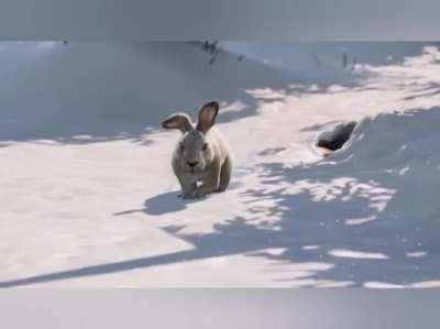 skippy attempts murder and succeeds (version that makes sense)