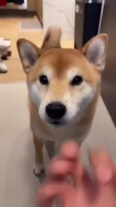 Dog scream