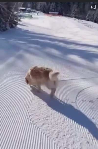Happy puppa