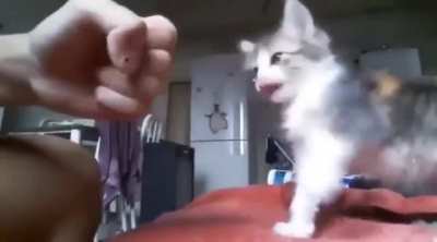 Paw bump ❤️💯