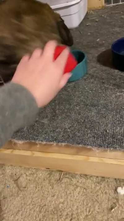 He decides when the brushing is done