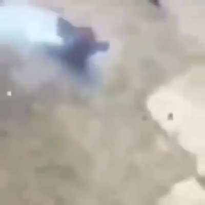 Galo terrorista