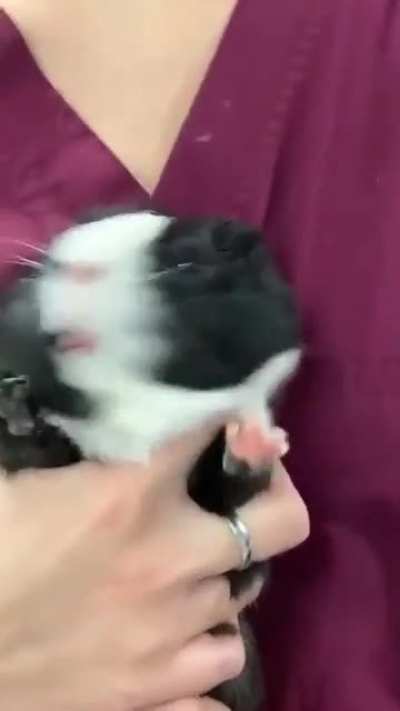 hamster turbo