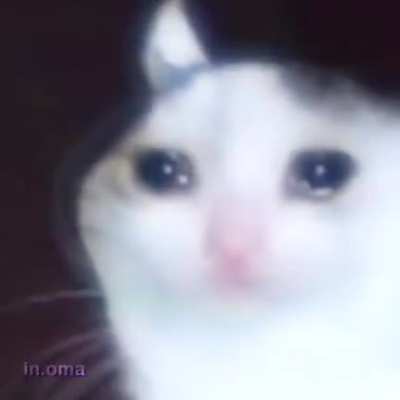 Sad cats