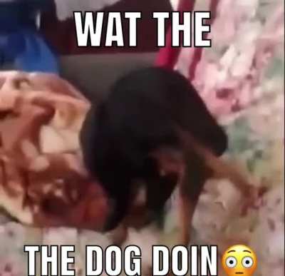 No doggo no