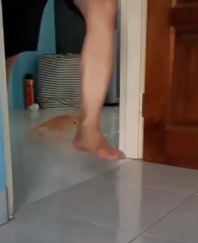 On my way to bite your ankles.