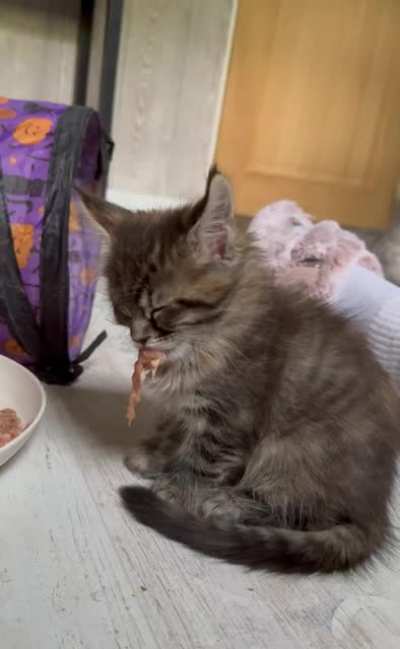 Kitten fell asleep while eating