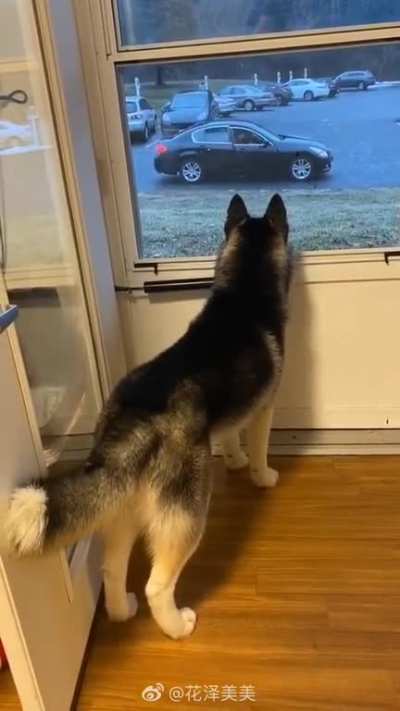 That tail droop when the doggo’s date left