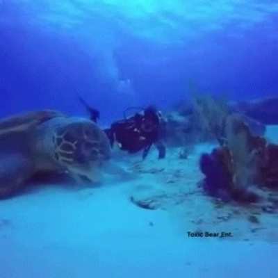 Adorable units of Sea Turtles