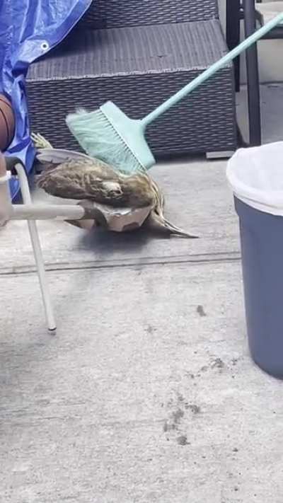 Dead bird disposal cut scream