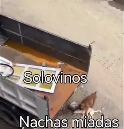 El autoatentado pa dar lastimas