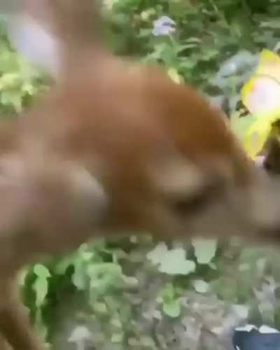 Little Buddy