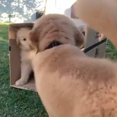 Step brothers meeting for the first time