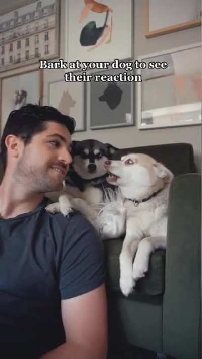Bark at your dog to see their reaction