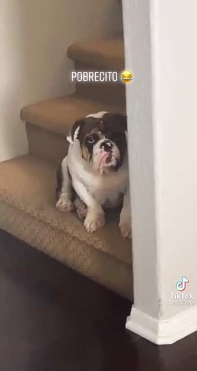 I feel you pup