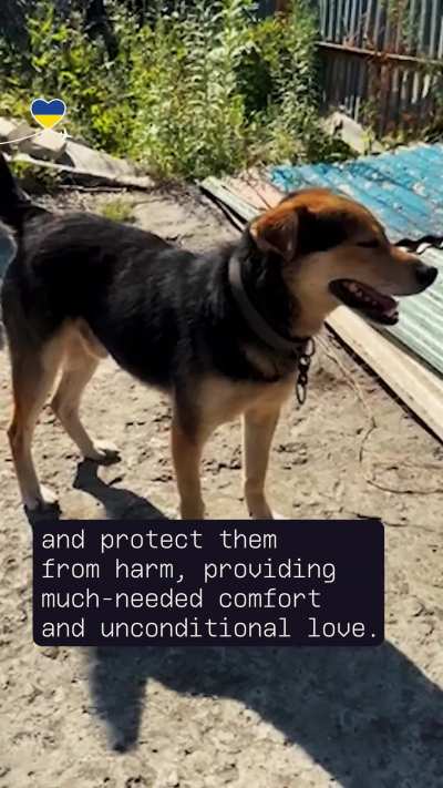 Many people still living near the front line have stayed because they don't want to leave their pets. Some are struggling to feed those pets now. We are distributing pet food in Eastern Ukraine. More info in the comments and you can support pets by going 