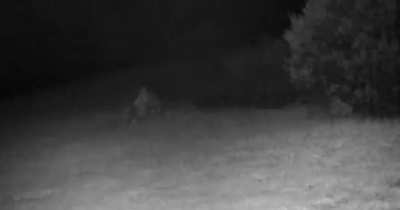 two rabbits fighting