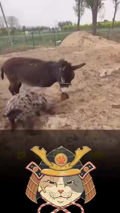 Интересная дружба