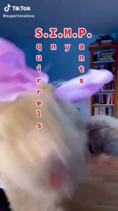 Squirrels In My Pants
