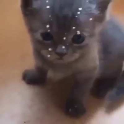 Nooo gatito :,(((