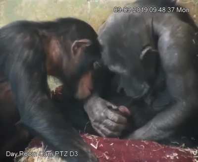 Beautiful moment with chimp parents kissing their newborn child.