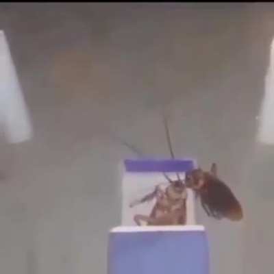 cockroach