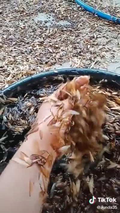 Cursed_Soup