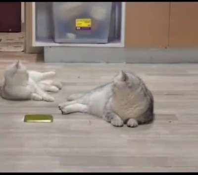 What is wrong with mu Cats?