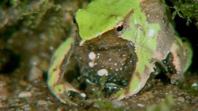 Thanks, I hate this frog vomiting up his babies