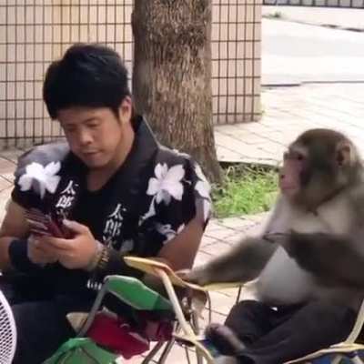A secret conversation with monkey